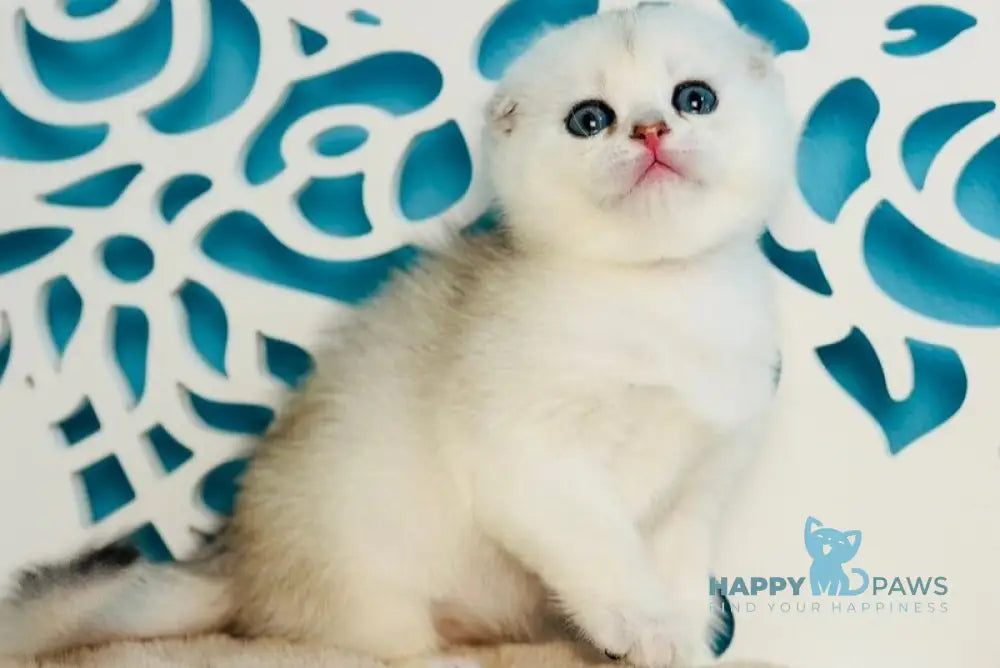 Winny Scottish Fold male black silver chinchilla - live animals