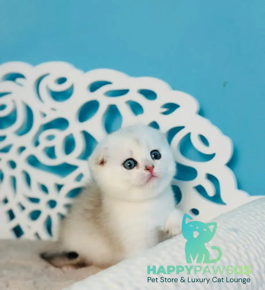 Winny Scottish Fold male black silver chinchilla - live animals