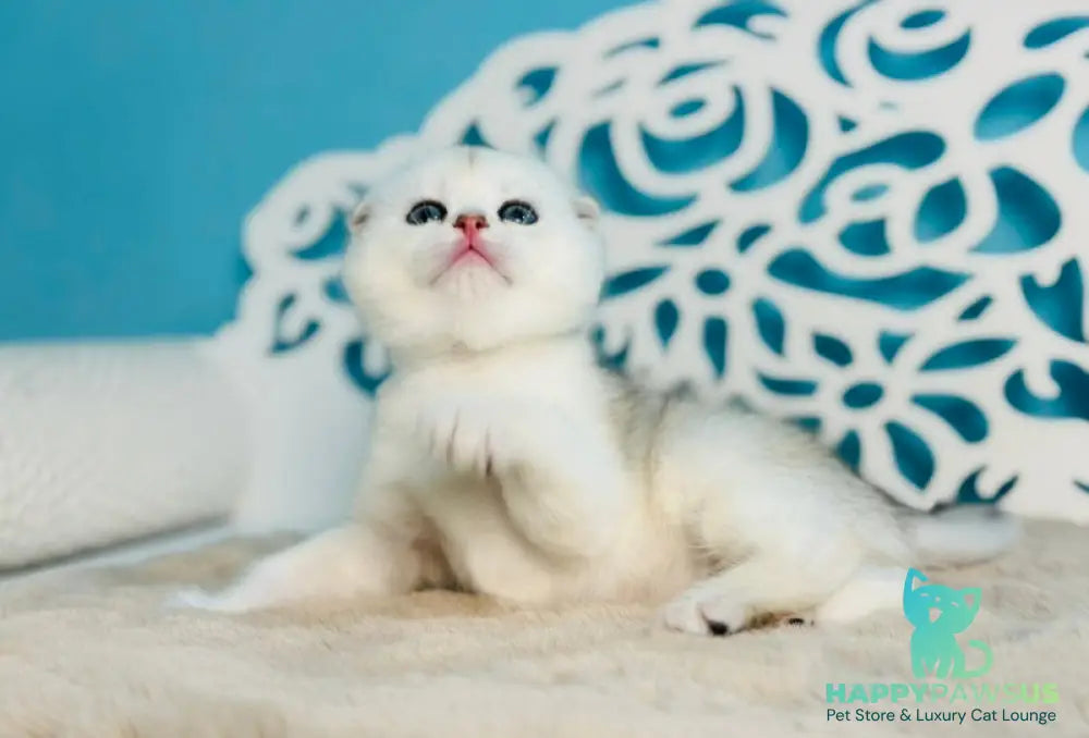 Winny Scottish Fold male black silver chinchilla - live animals