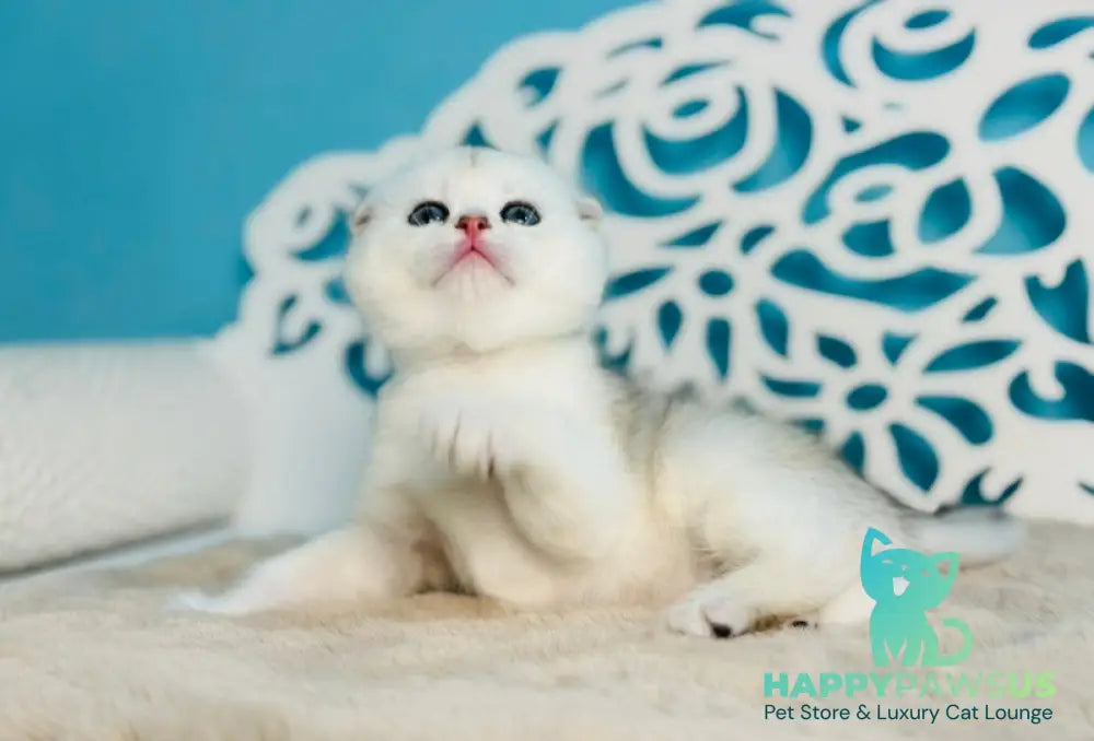 Winny Scottish Fold male black silver chinchilla - live animals