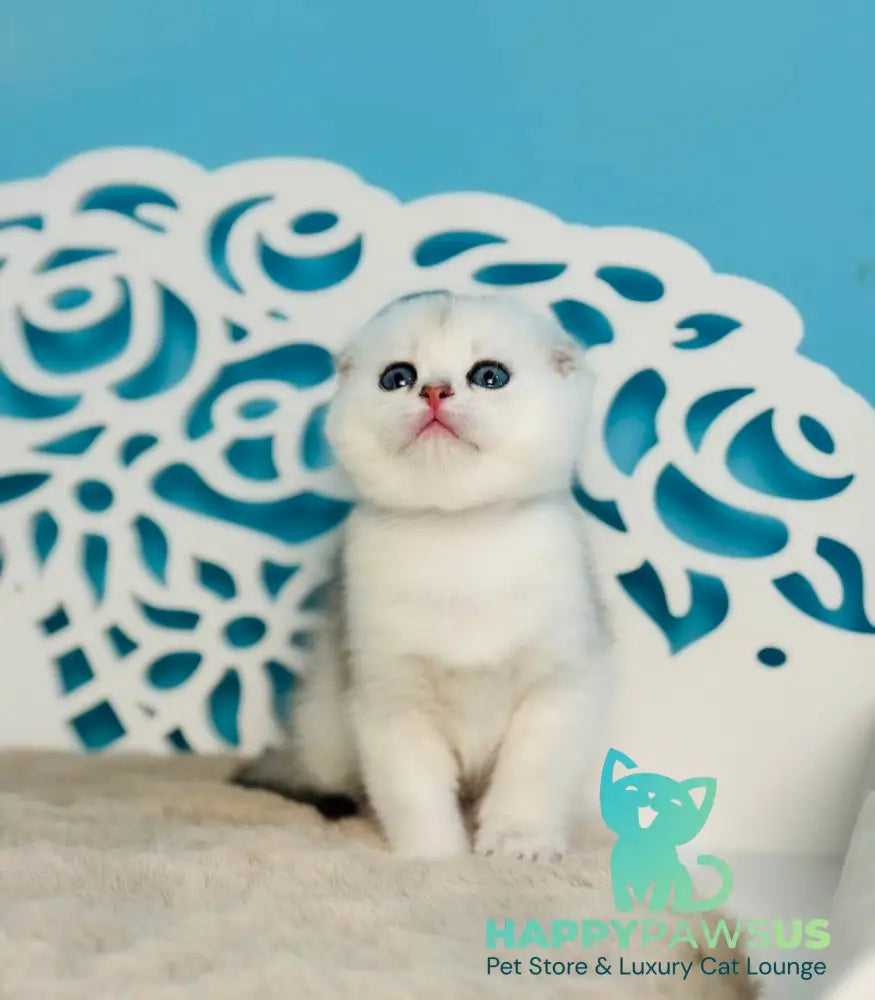 Winny Scottish Fold male black silver chinchilla - live animals