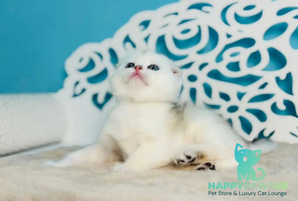 Winny Scottish Fold male black silver chinchilla - live animals
