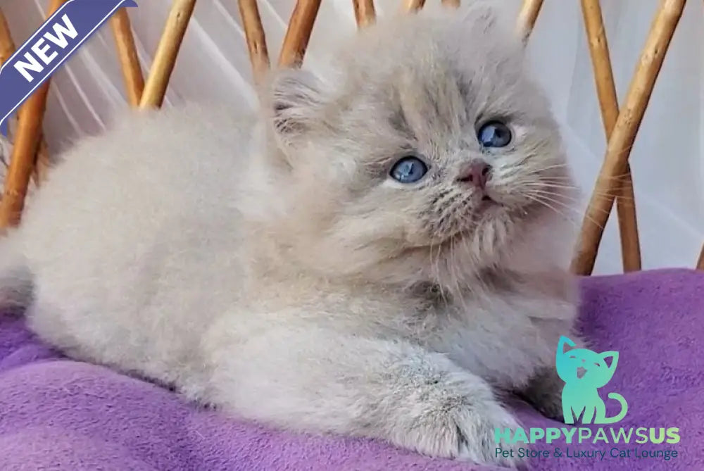 Winona British Longhair female blue golden ticked tabby - live animals
