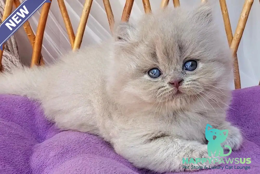 Winona British Longhair female blue golden ticked tabby - live animals