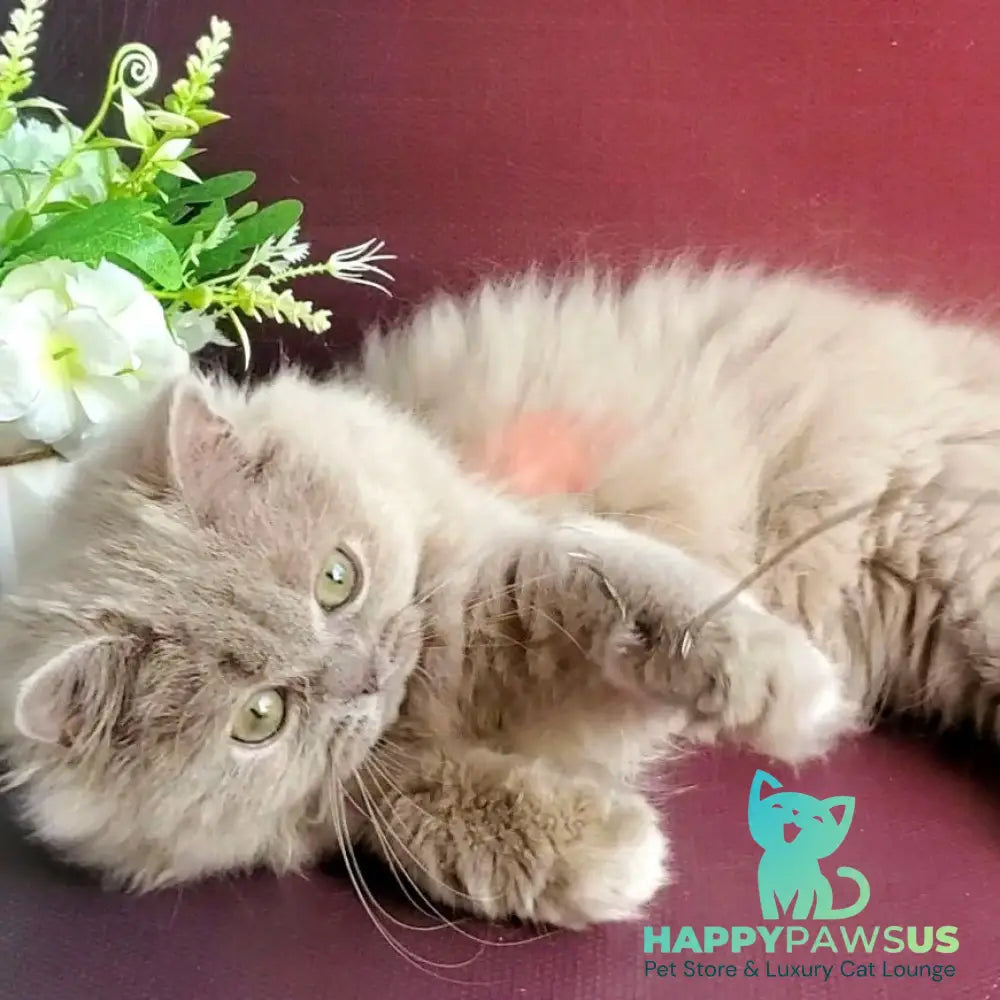 Winona British Longhair female lilac golden ticked tabby - live animals