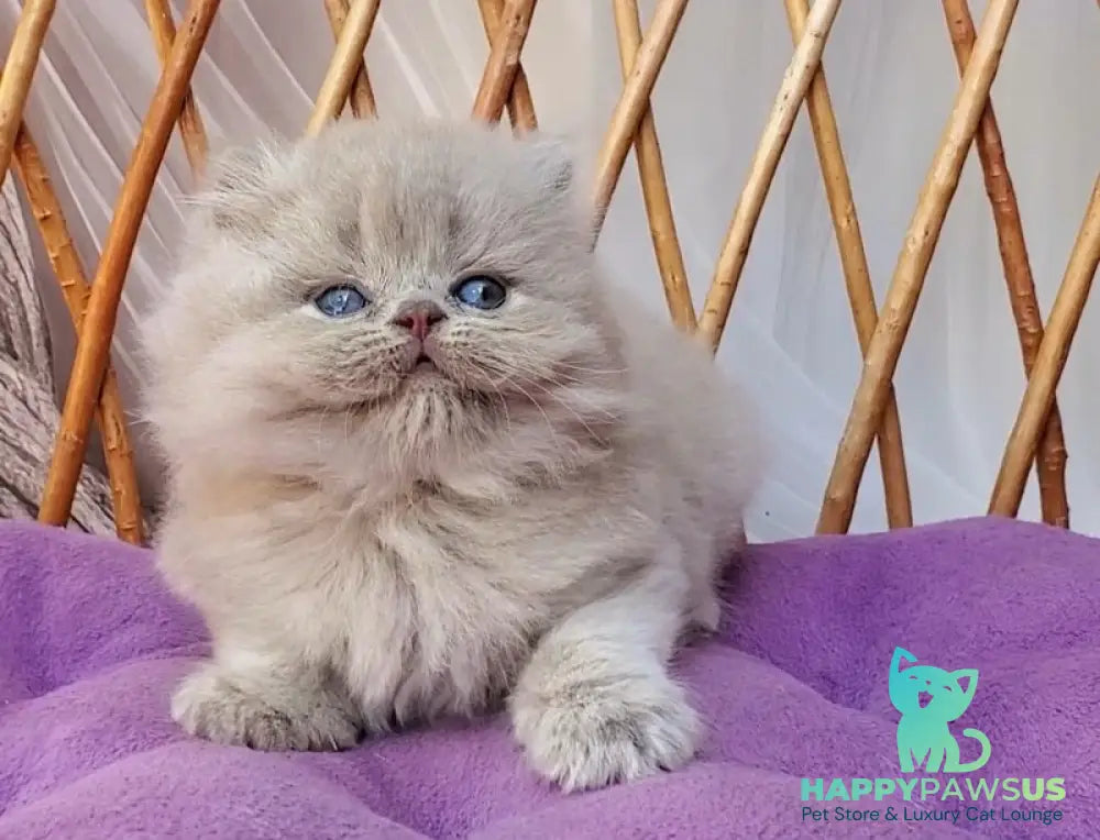 Winona British Longhair female blue golden ticked tabby - live animals