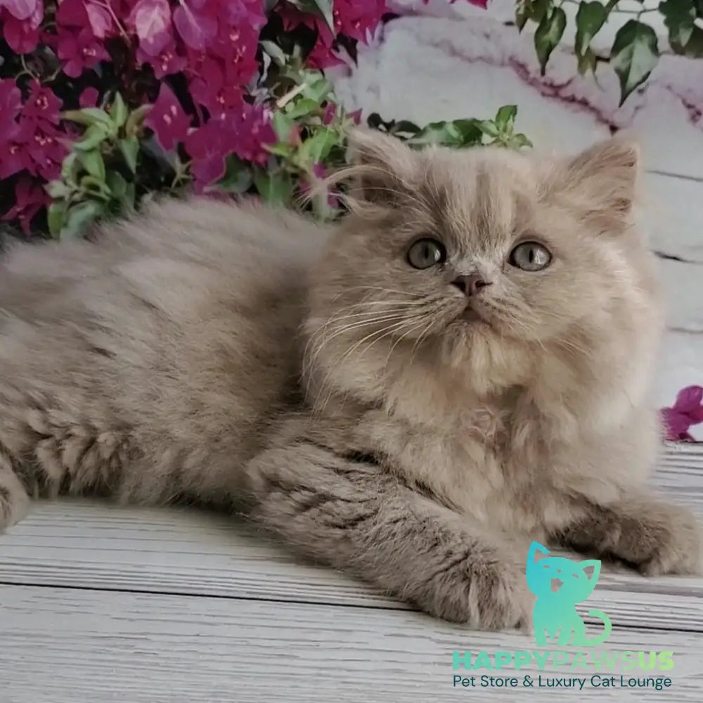 Winona British Longhair female lilac golden ticked tabby - live animals