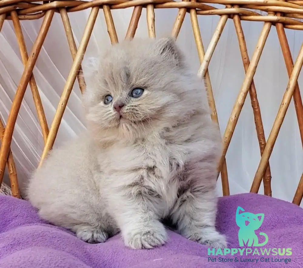 Winona British Longhair female blue golden ticked tabby - live animals