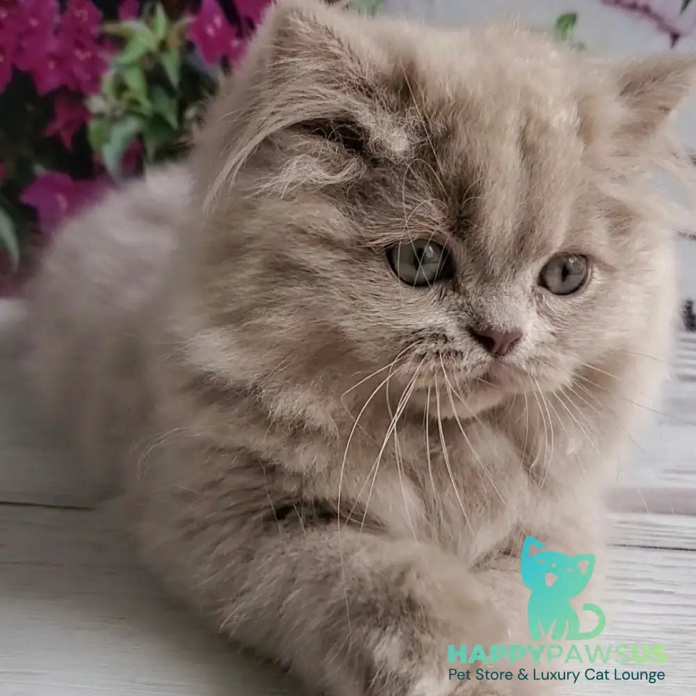 Winona British Longhair female lilac golden ticked tabby - live animals