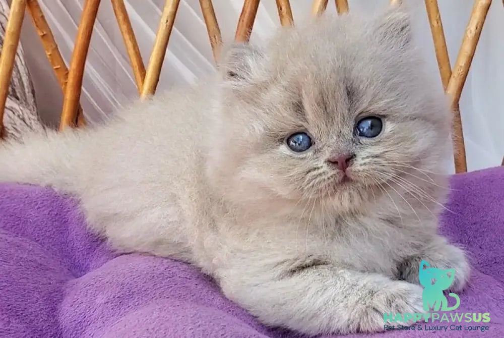 Winona British Longhair female blue golden ticked tabby - live animals