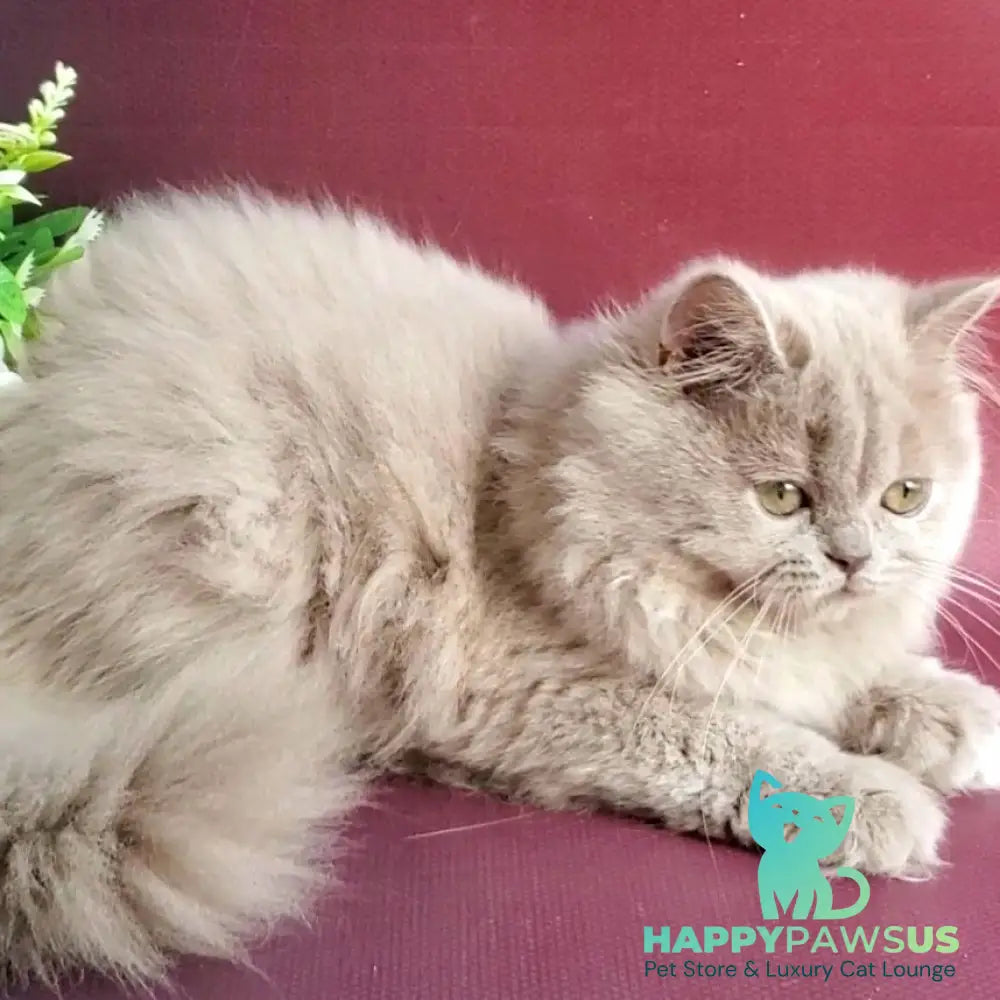 Winona British Longhair female lilac golden ticked tabby - live animals