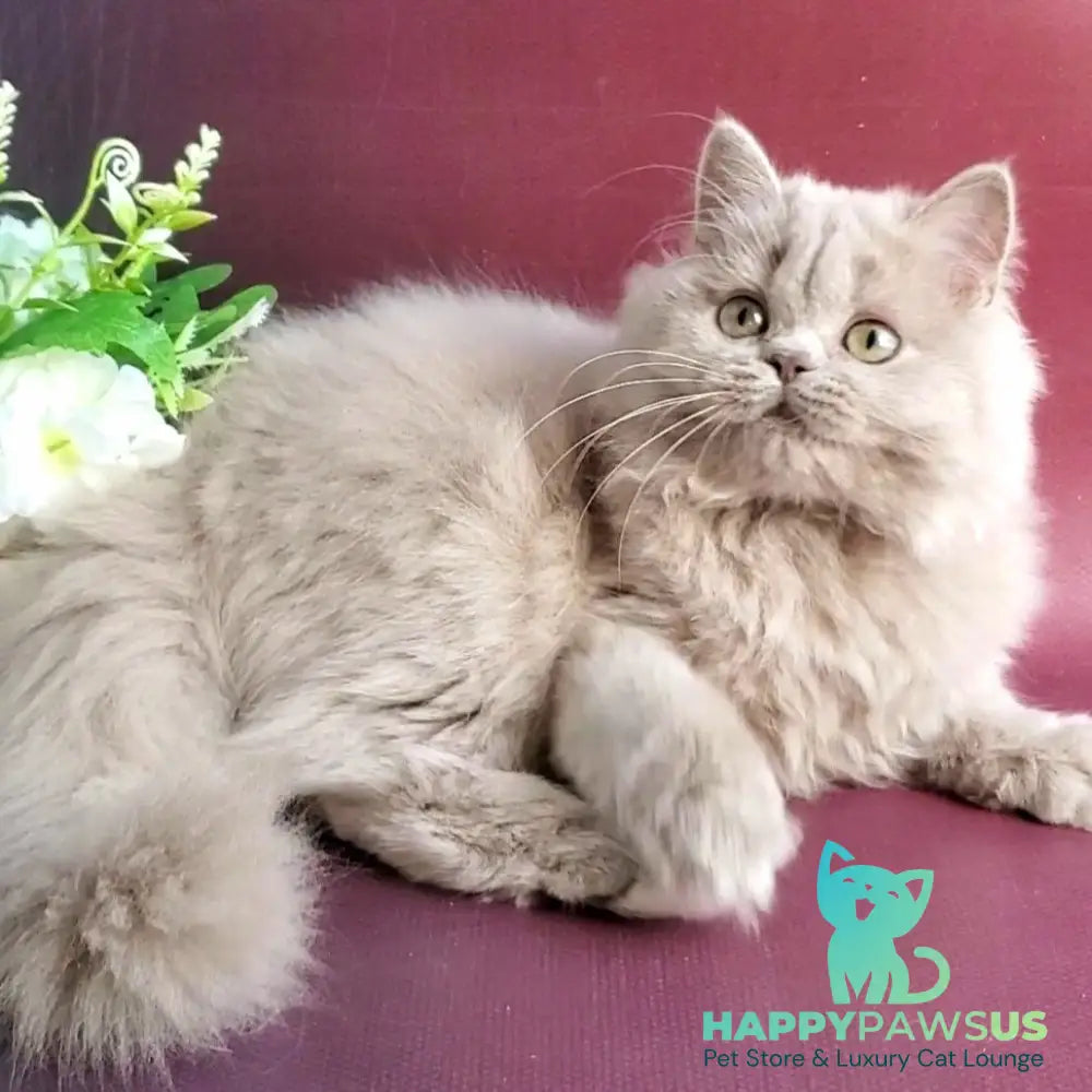 Winona British Longhair female lilac golden ticked tabby - live animals