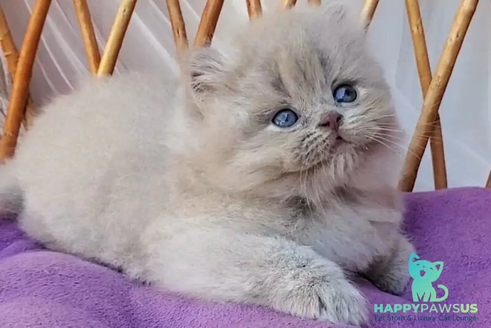 Winona British Longhair female blue golden ticked tabby - live animals
