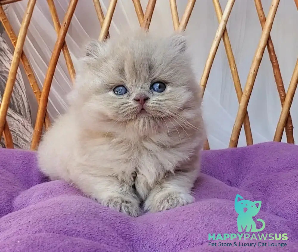 Winona British Longhair female blue golden ticked tabby - live animals