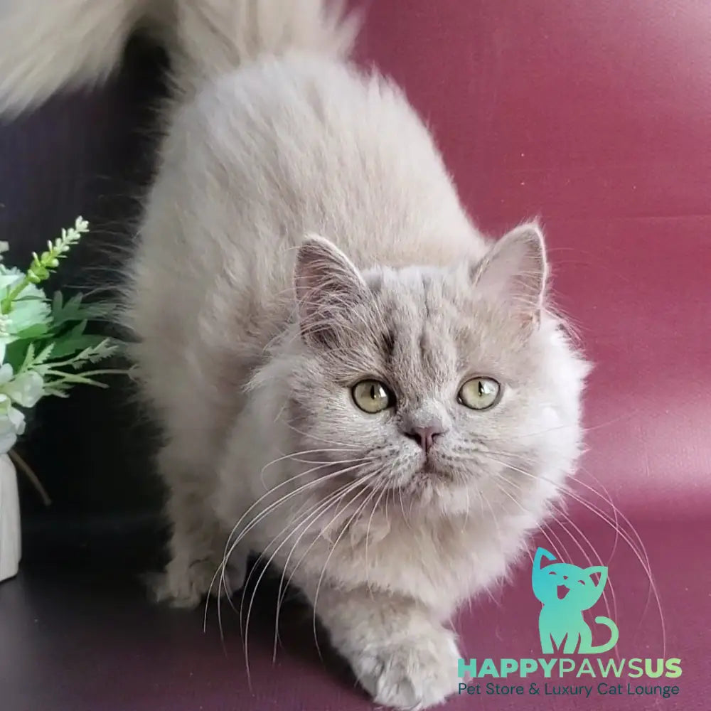 Winona British Longhair female lilac golden ticked tabby - live animals