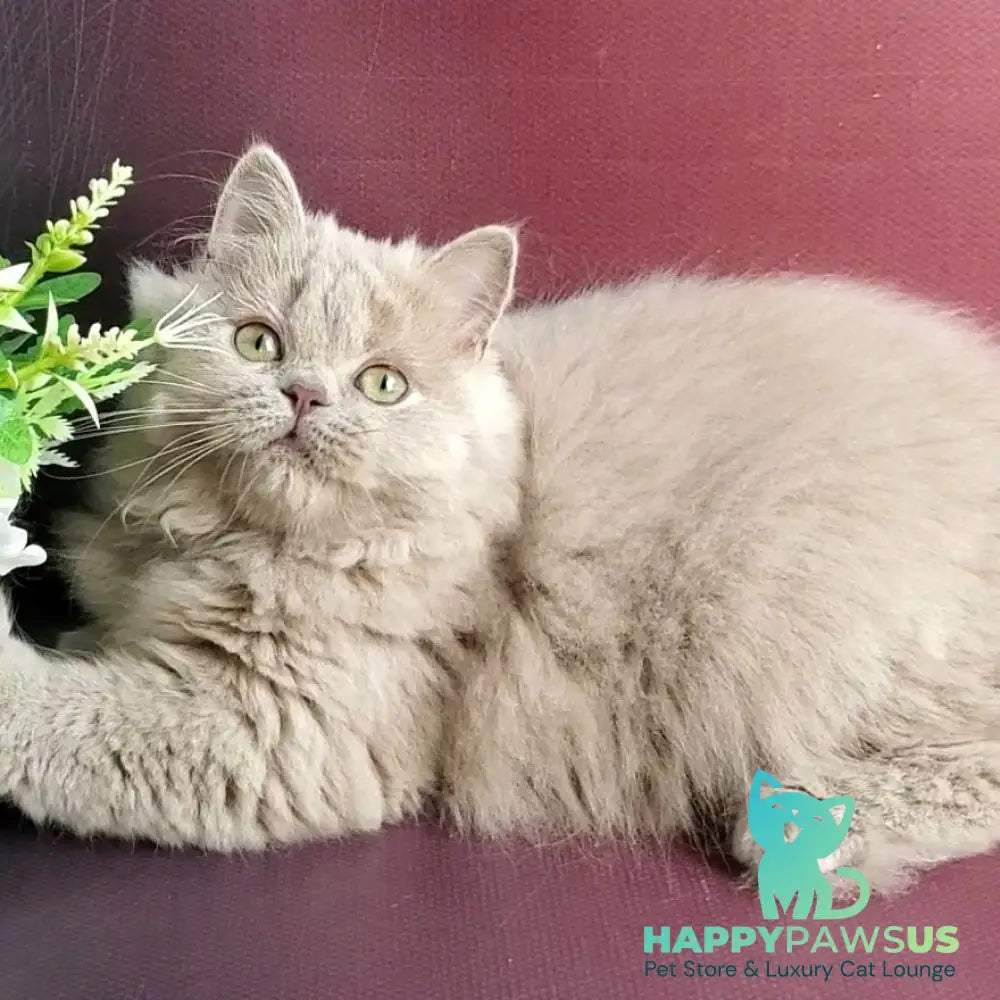 Winona British Longhair female lilac golden ticked tabby - live animals