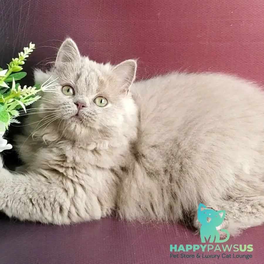 Winona British Longhair female lilac golden ticked tabby - live animals