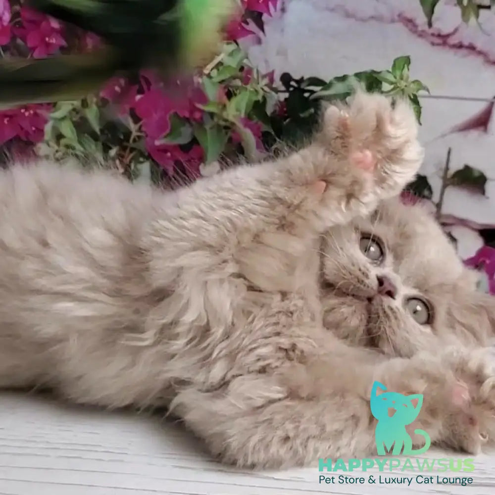 Winona British Longhair female lilac golden ticked tabby - live animals