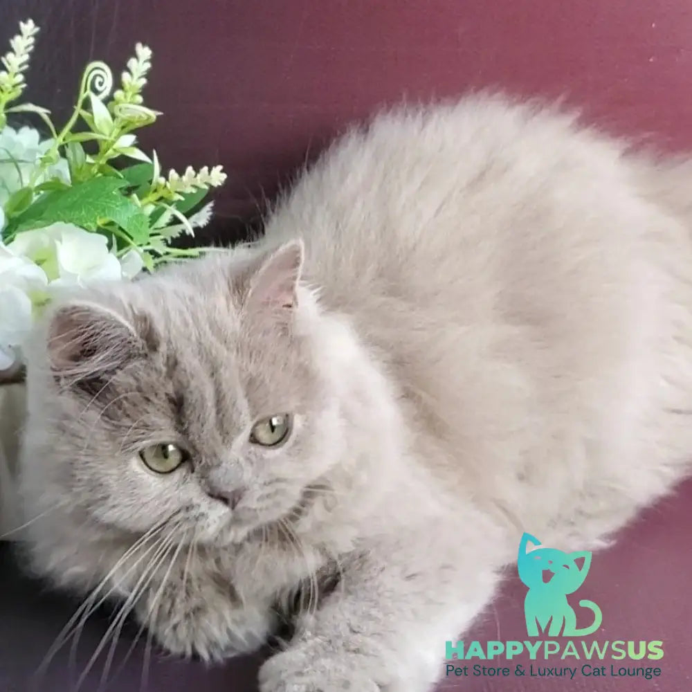 Winona British Longhair female lilac golden ticked tabby - live animals