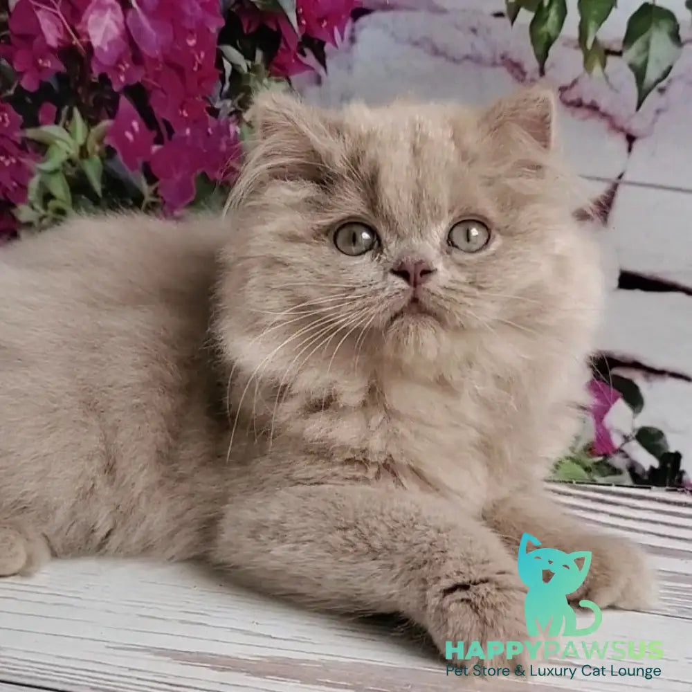 Winona British Longhair female lilac golden ticked tabby - live animals