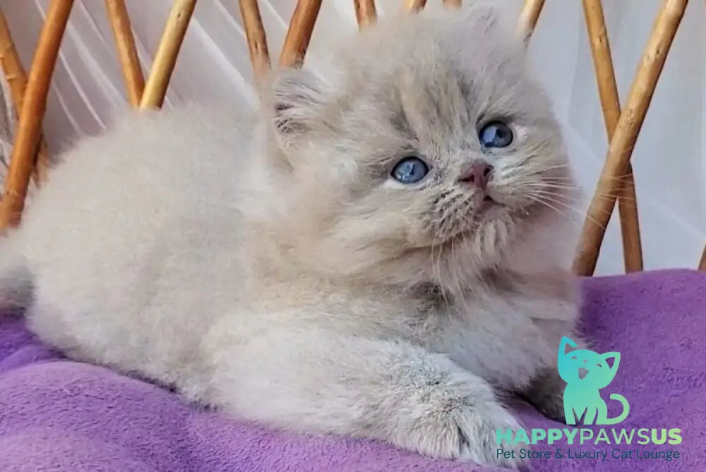 Winona British Longhair female blue golden ticked tabby - live animals