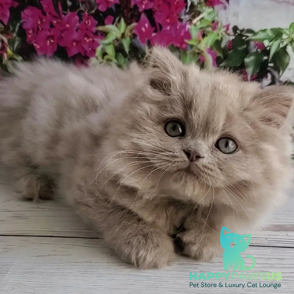 Winona British Longhair female lilac golden ticked tabby - live animals