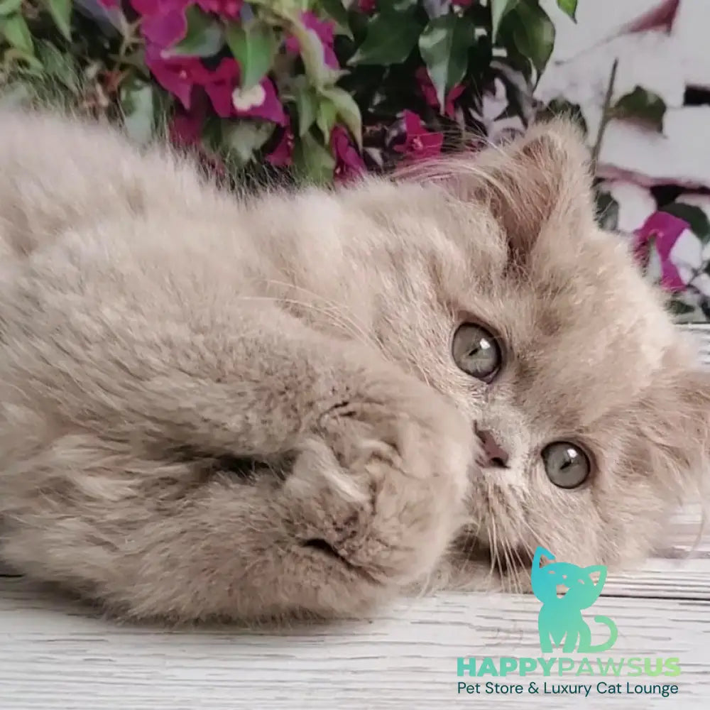 Winona British Longhair female lilac golden ticked tabby - live animals