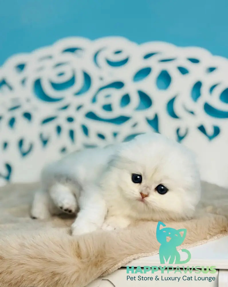 Winssent Scottish Fold male black silver chinchilla - live animals