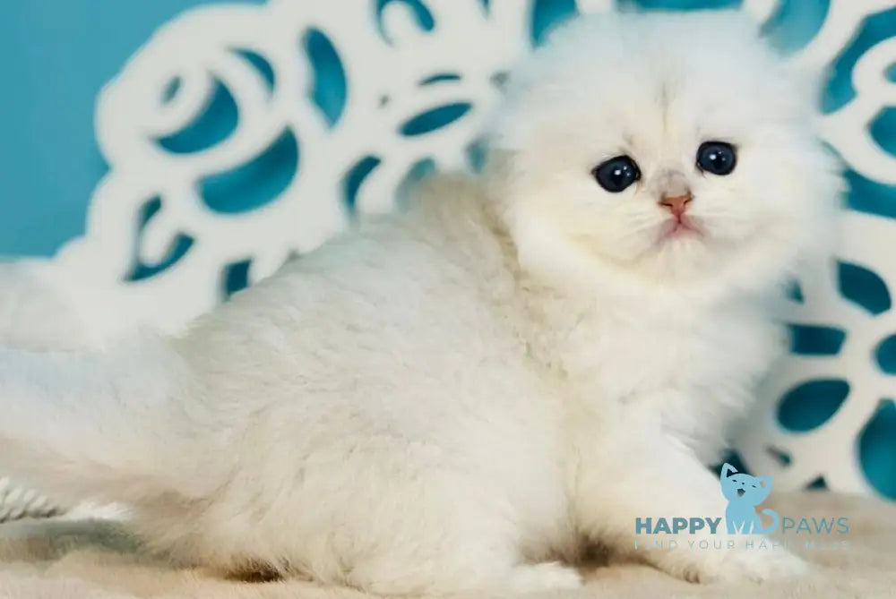 Winssent Scottish Fold male black silver chinchilla - live animals