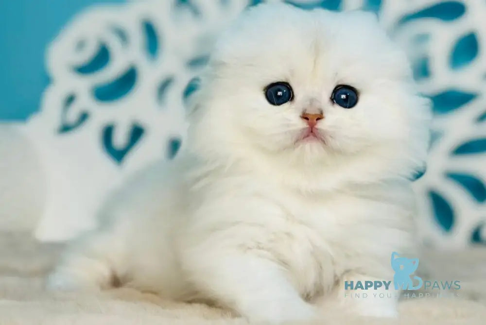 Winssent Scottish Fold male black silver chinchilla - live animals