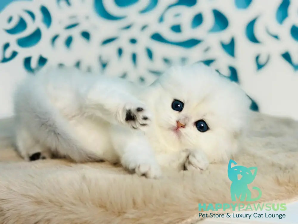 Winssent Scottish Fold male black silver chinchilla - live animals