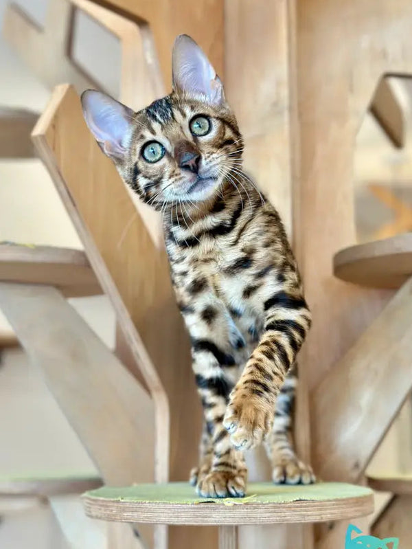 Winston Bengal male black spotted tabby - live animals