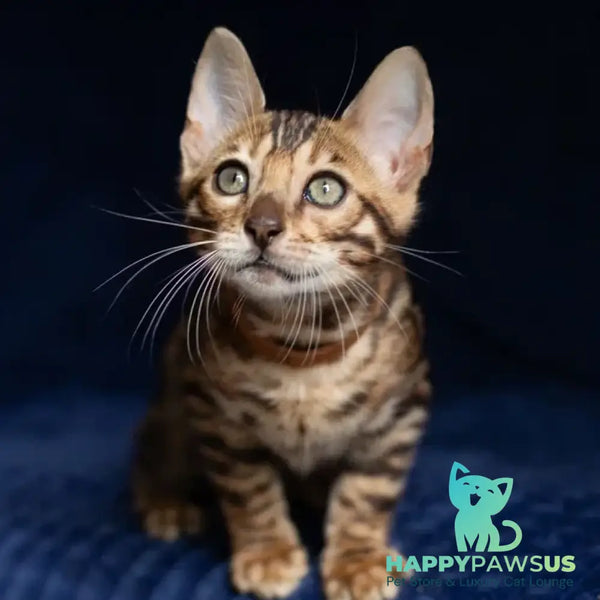 Winston Bengal male black spotted tabby - live animals