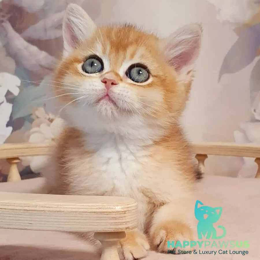 Winston British Shorthair male black golden chinchilla - live animals