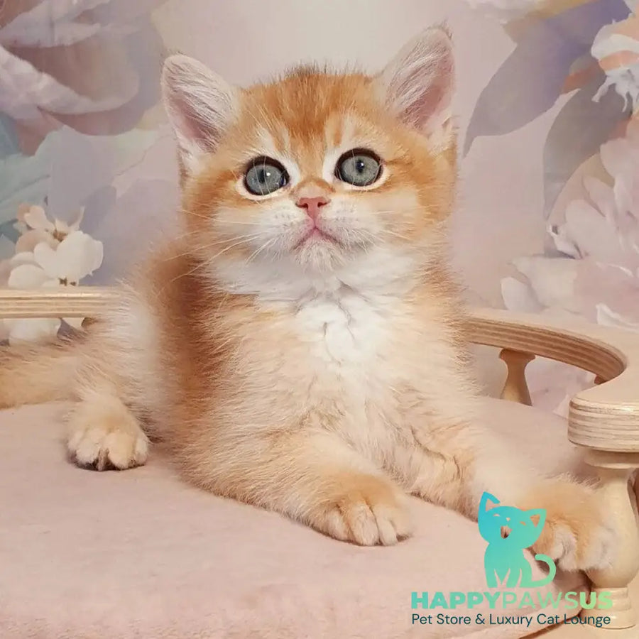 Winston British Shorthair male black golden chinchilla - live animals