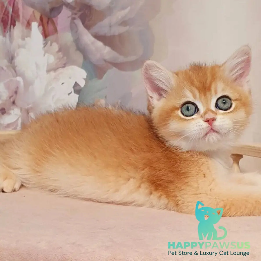 Winston British Shorthair male black golden chinchilla - live animals