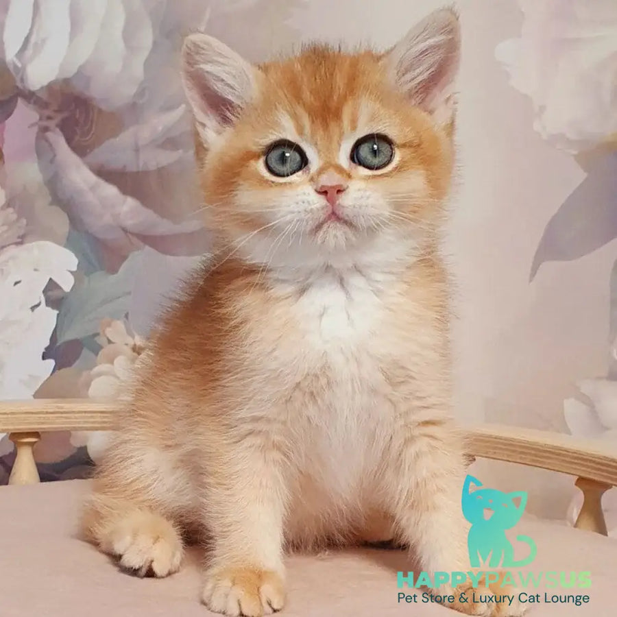 Winston British Shorthair male black golden chinchilla - live animals