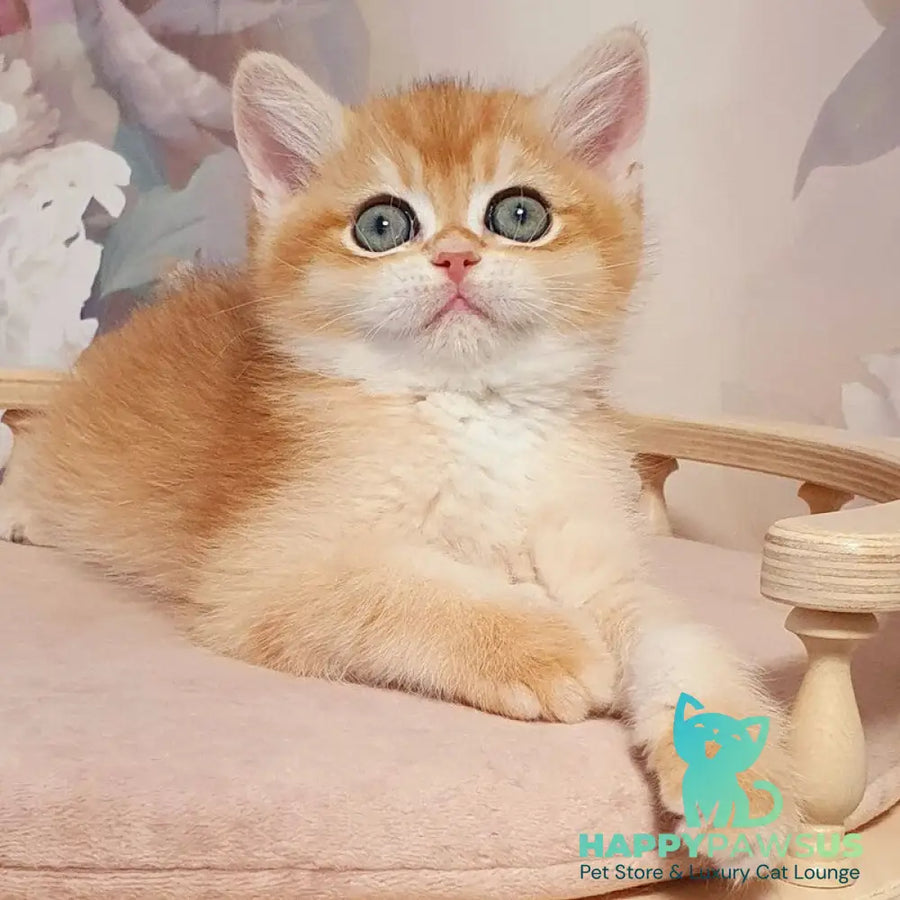 Winston British Shorthair male black golden chinchilla - live animals