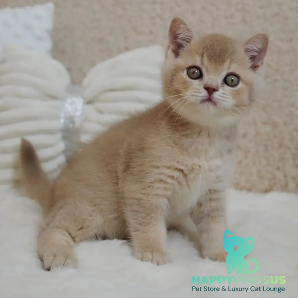 Winston British Shorthair male fawn ticked tabby - live animals