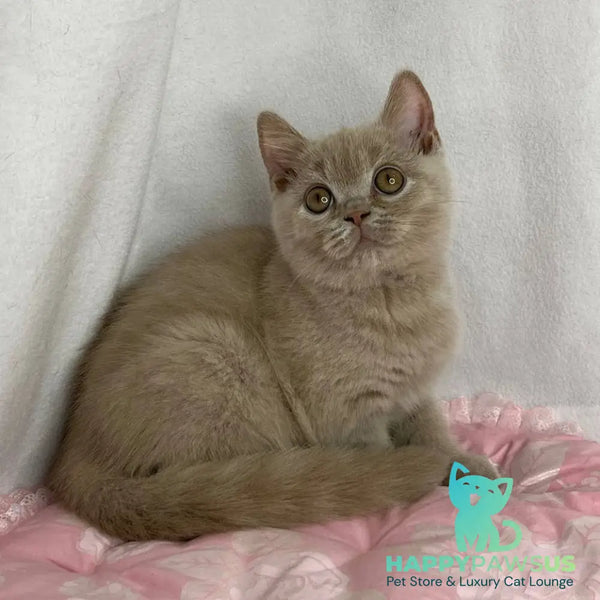 Winston British Shorthair male lilac - live animals