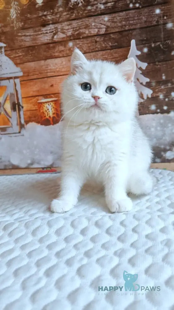 Winston British Shorthair male white live animals