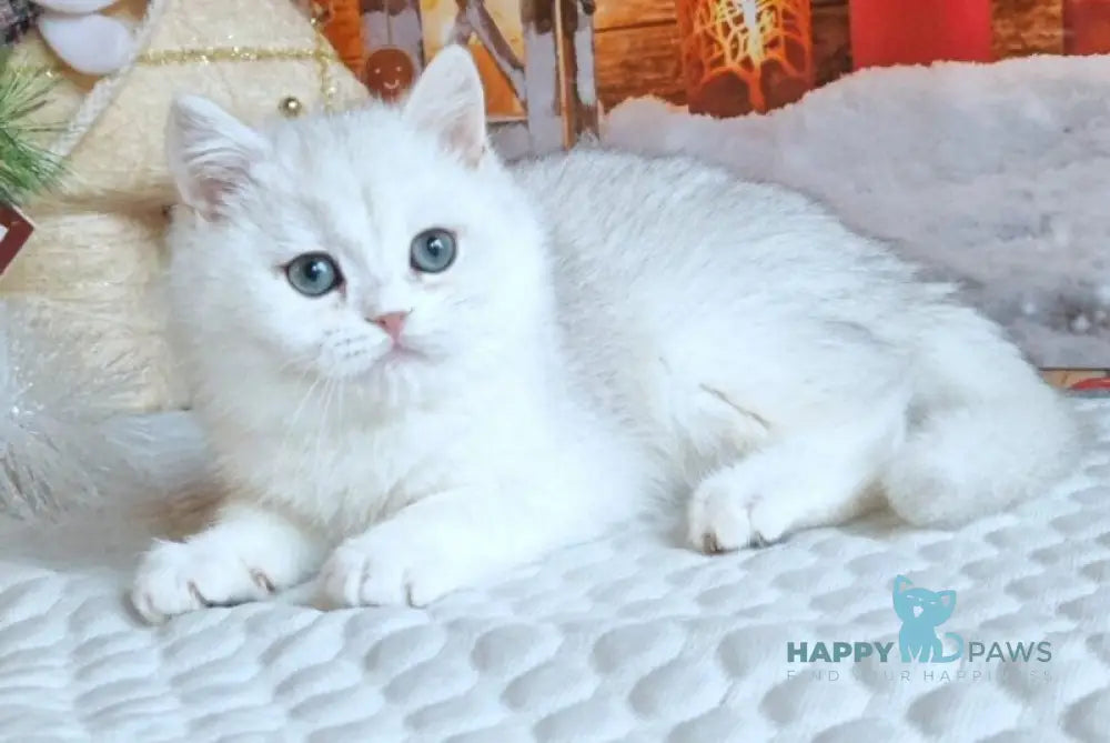 Winston British Shorthair male white live animals