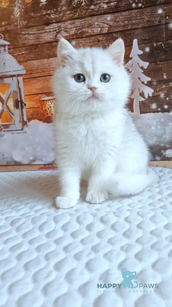 Winston British Shorthair male white live animals