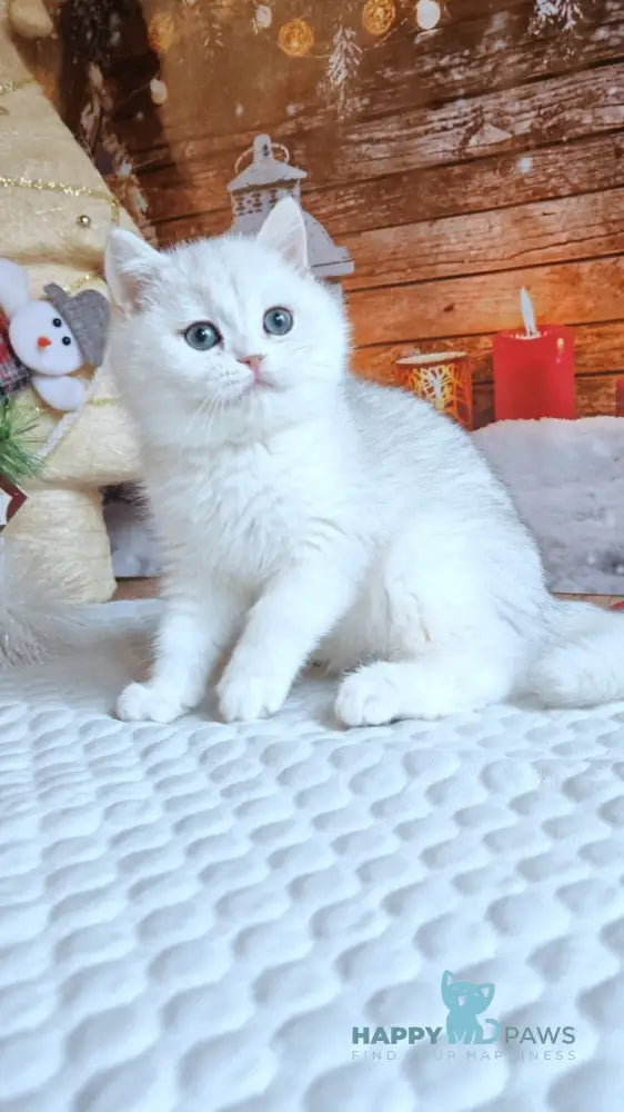 Winston British Shorthair male white live animals
