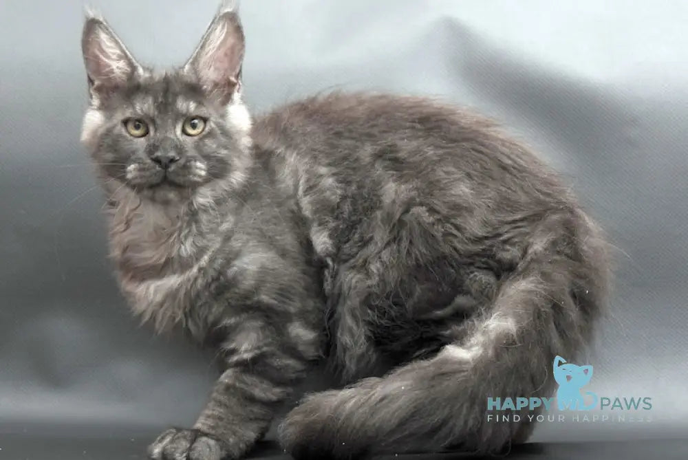 Winston Maine Coon male black smoke live animals