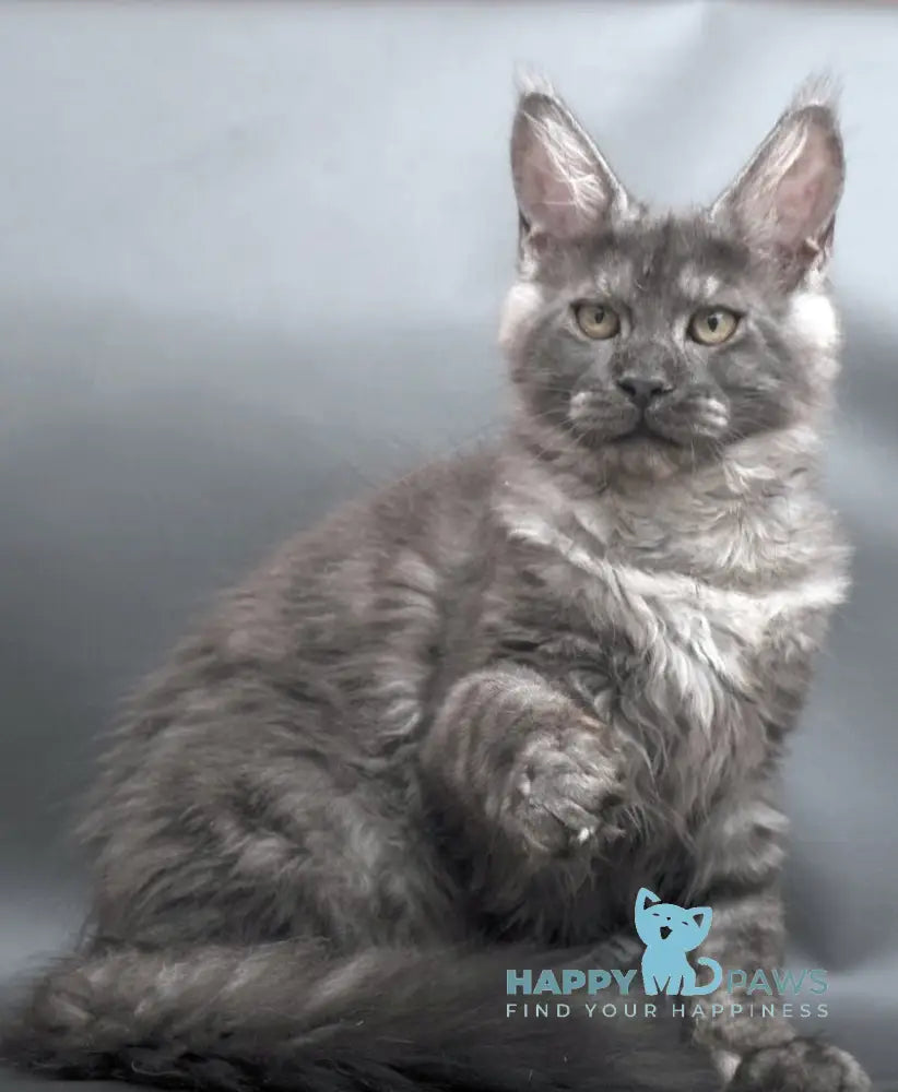 Winston Maine Coon male black smoke live animals