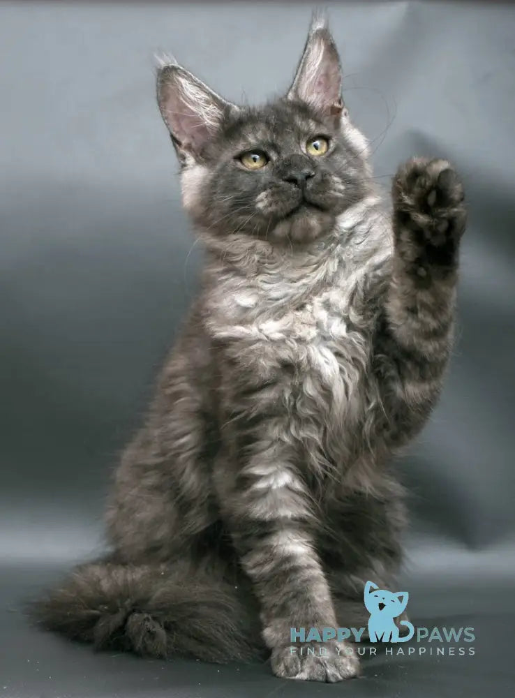 Winston Maine Coon male black smoke live animals
