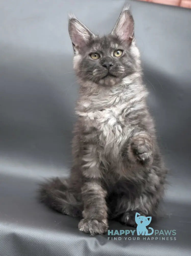 Winston Maine Coon male black smoke live animals