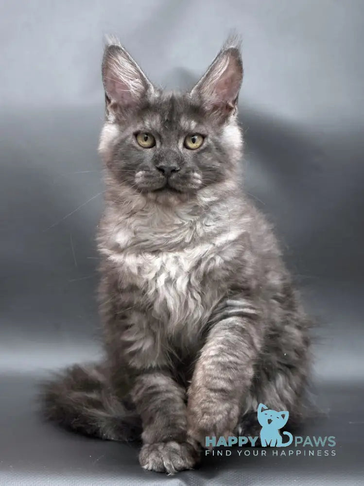 Winston Maine Coon male black smoke live animals