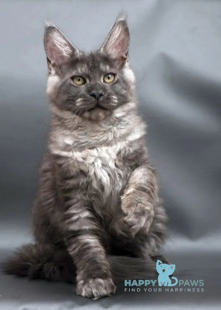 Winston Maine Coon male black smoke live animals